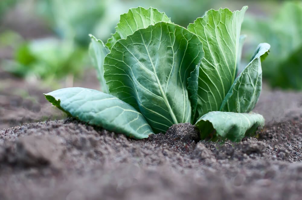 cabbage growing