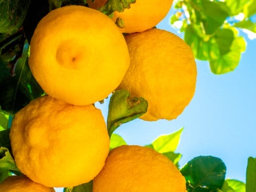 citrus tree 1