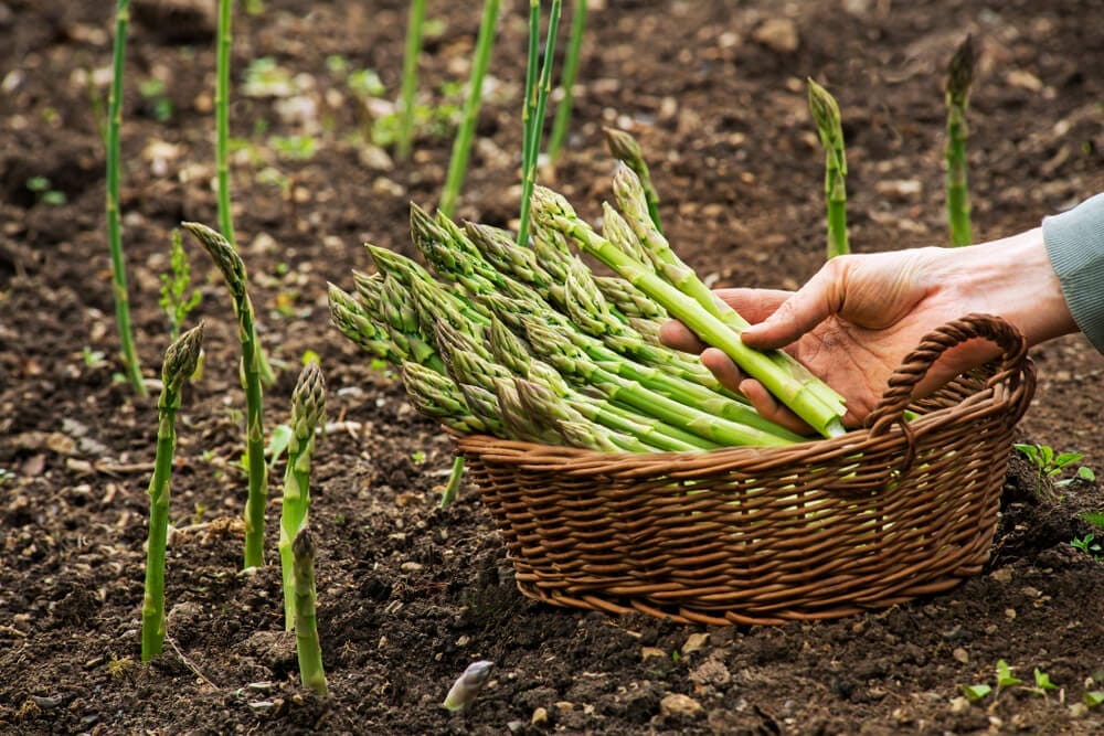 growing asparagus