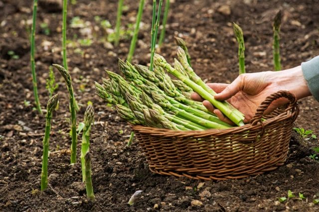 growing asparagus