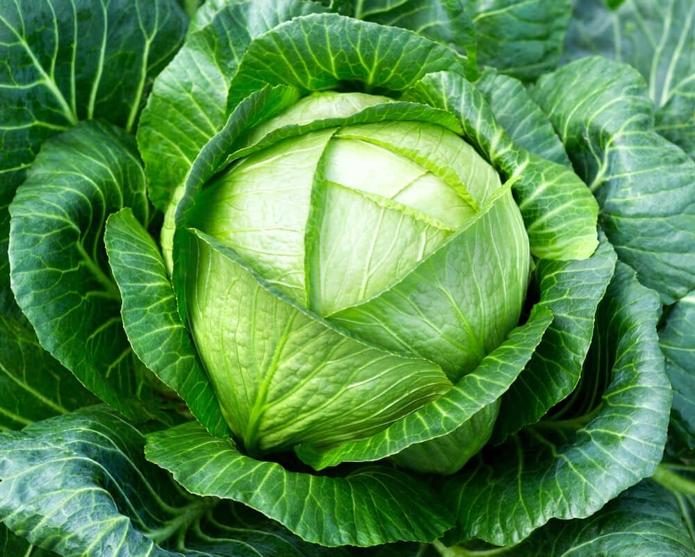 growing cabbage