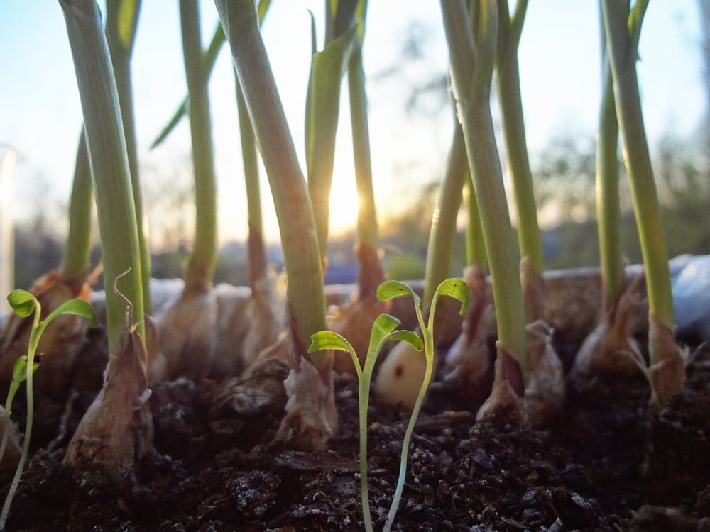 Garlic Growing 2