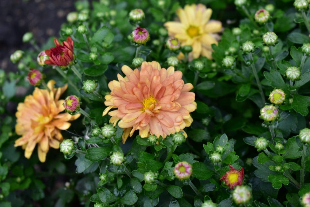 triploid marigolds
