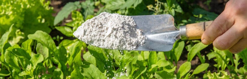 Diatomaceous
