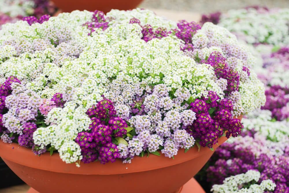 alyssum