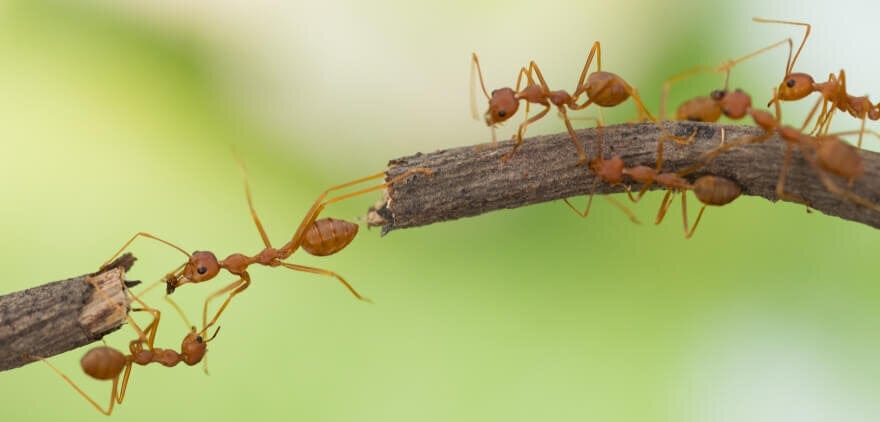 Ant Colony