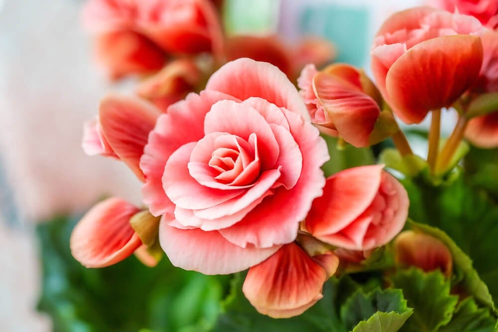 begonia