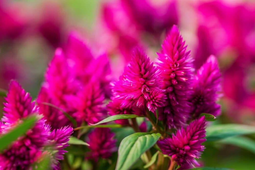 celosia