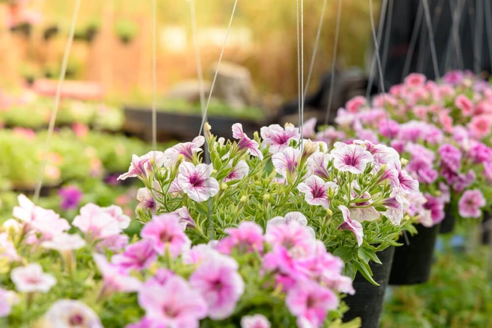 l flowers to grow
