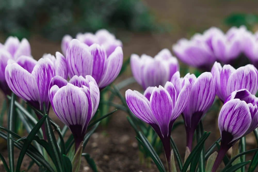 flowers growing