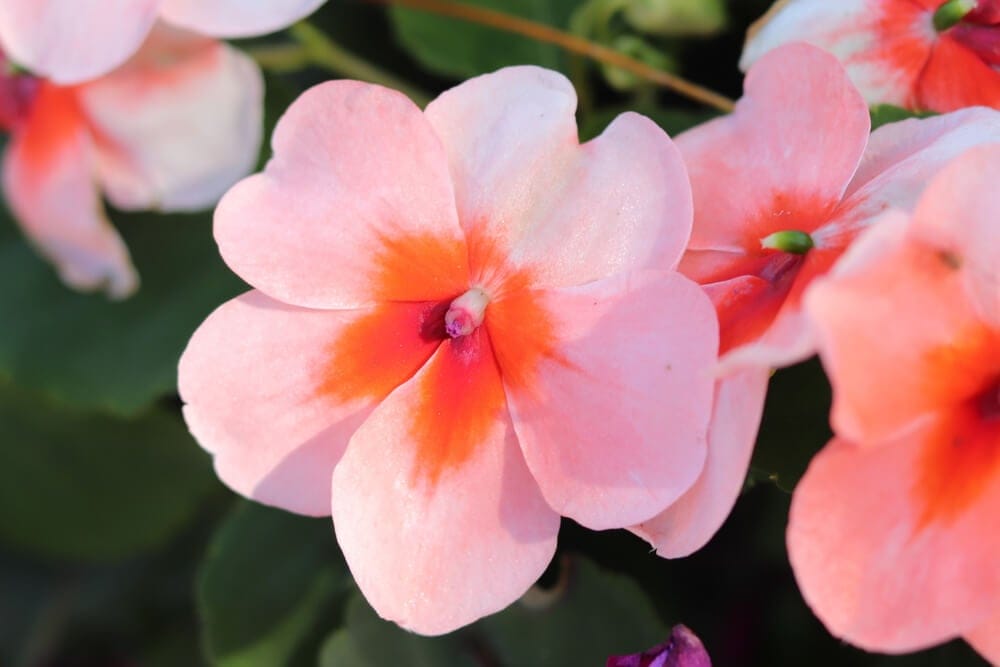 impatiens