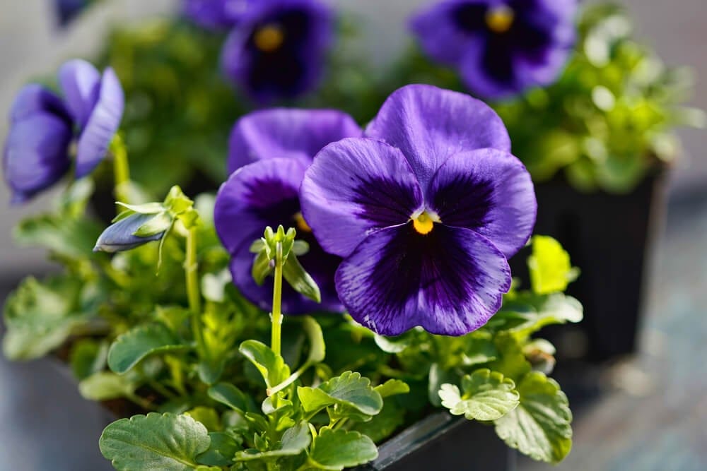 viola