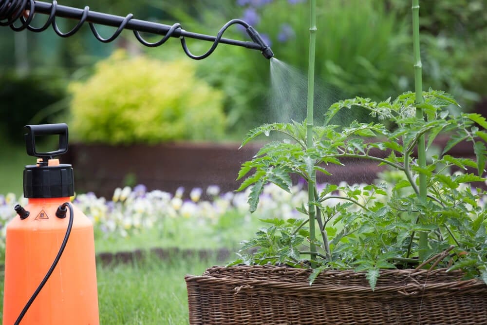 tomato outdoors