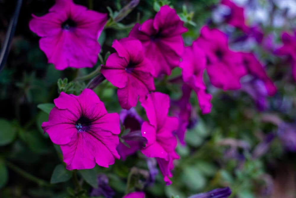petunias