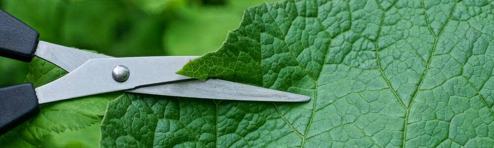 Removing Aphid Leaves