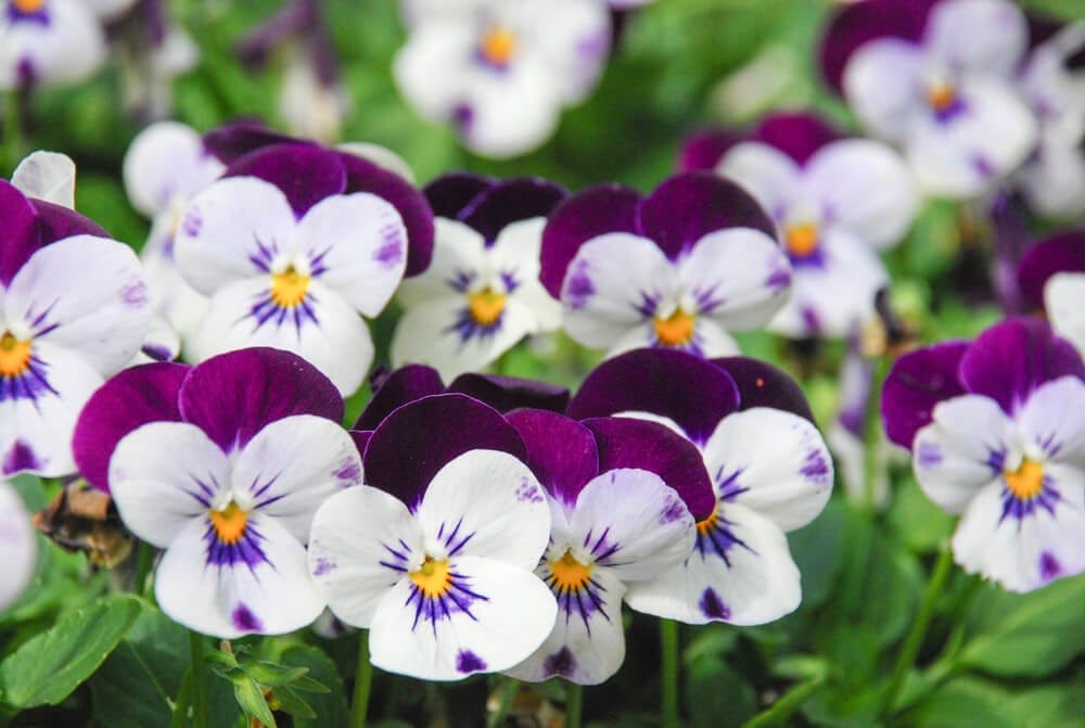 violas