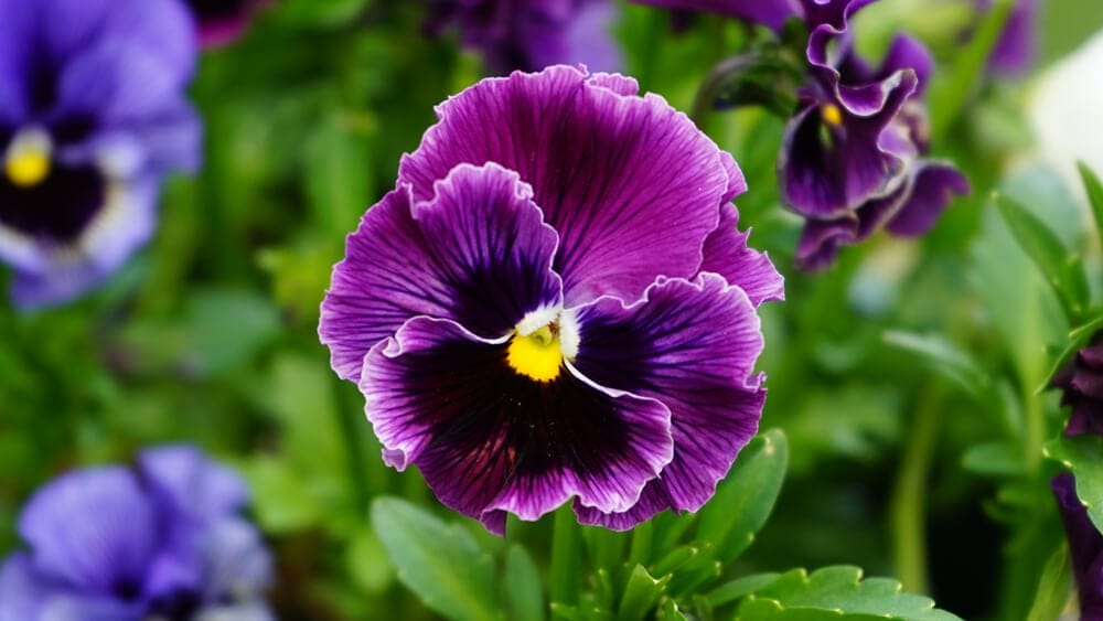 pansy