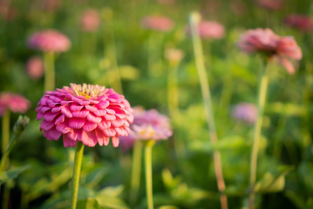 zinnia