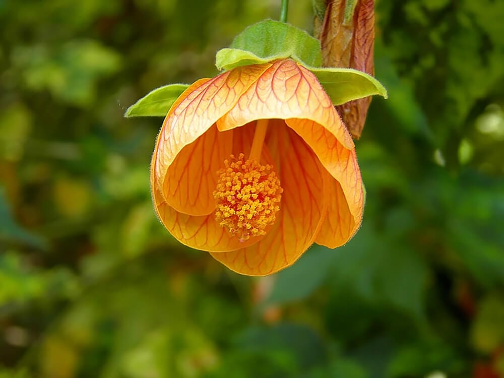 best abutilon fertilizer 