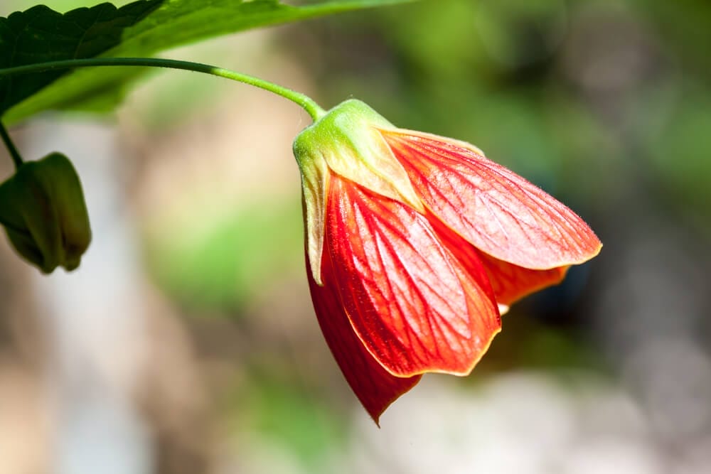best abutilon fertilizer