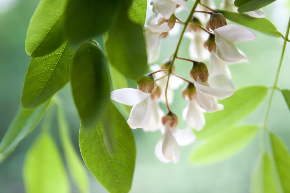 best acacia fertilizer