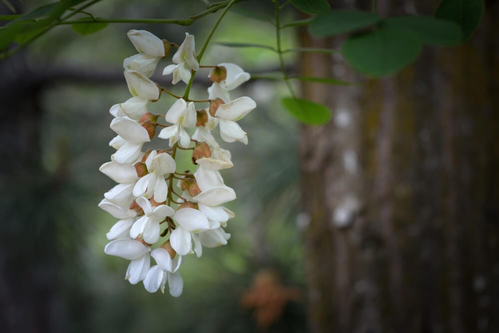 best acacia fertilizer