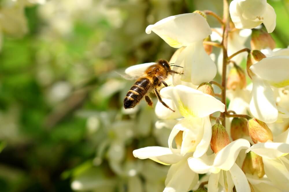 best acacia fertilizers