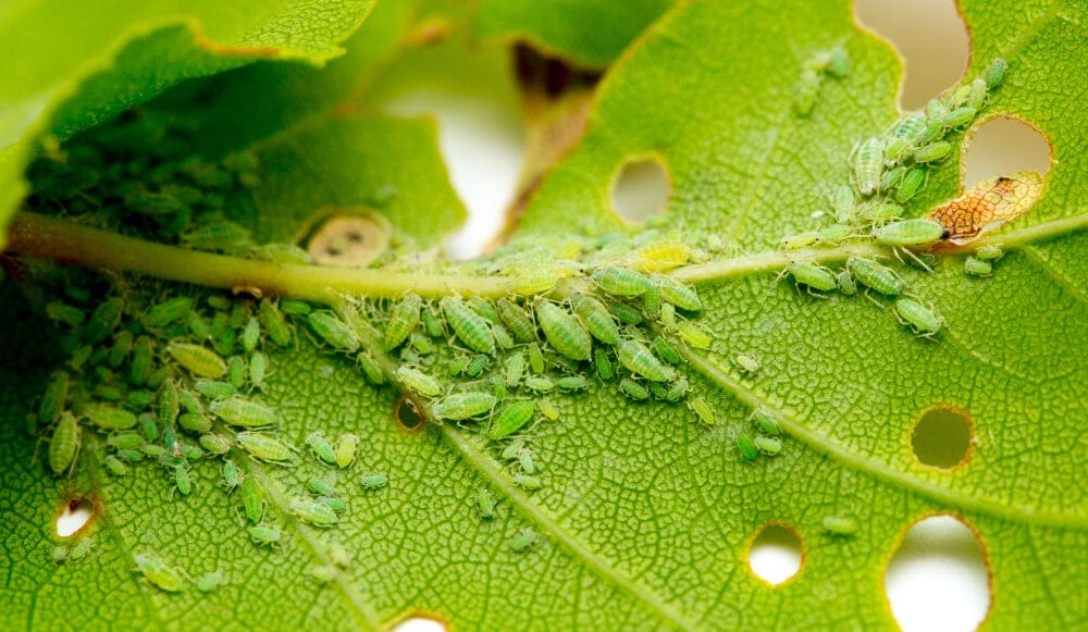 aphid damage