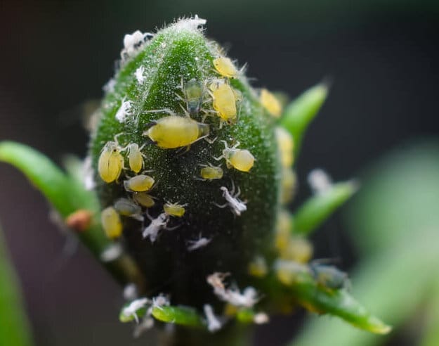 aphids on hibiscus