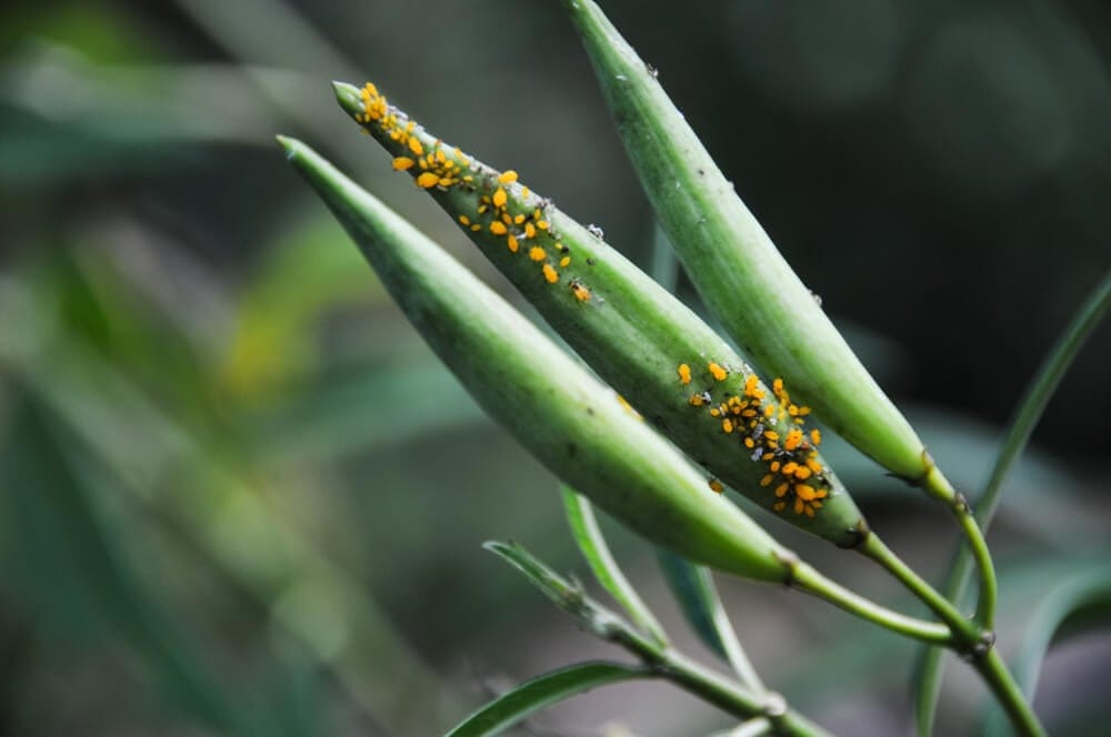 aphids on milkweed