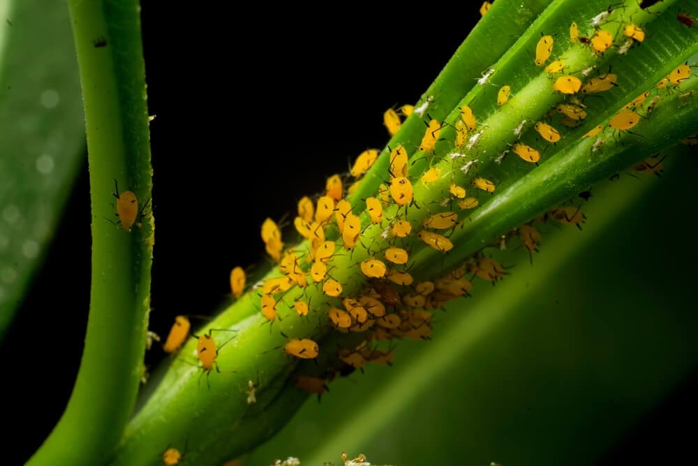 aphids on milkweed
