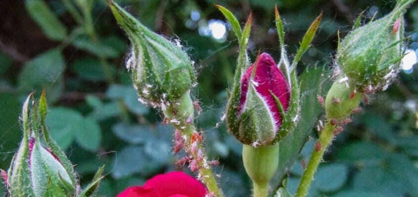aphids on roses
