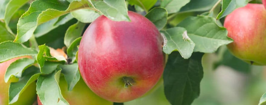 pruning fruit tree