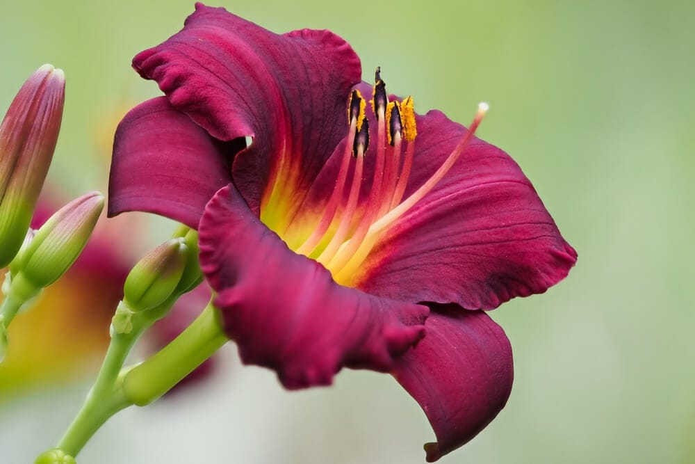 best daylily fertilizer
