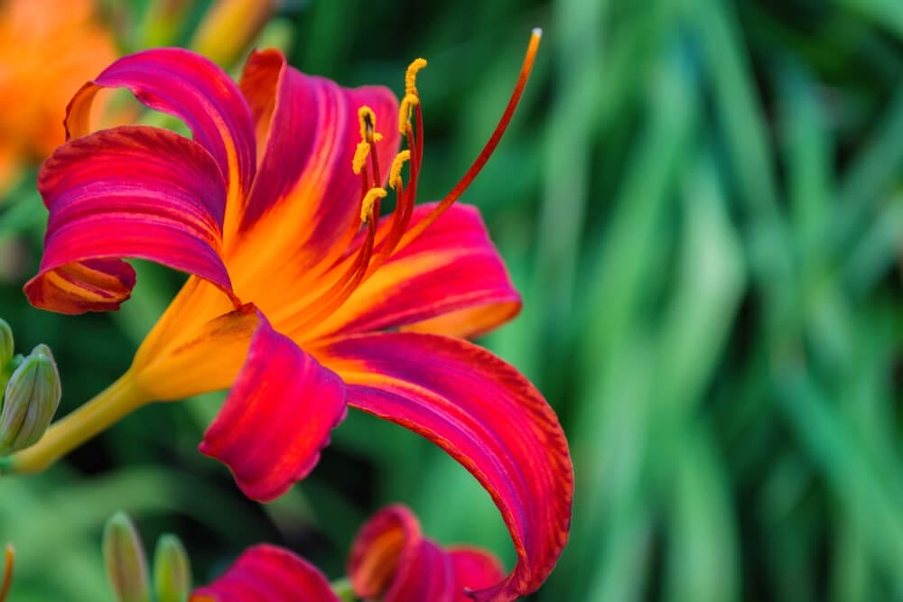 daylily fertilizer 2
