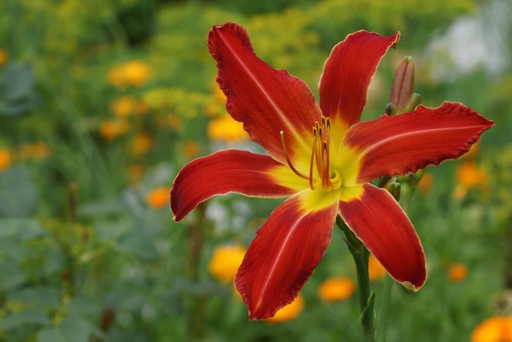 daylily 3