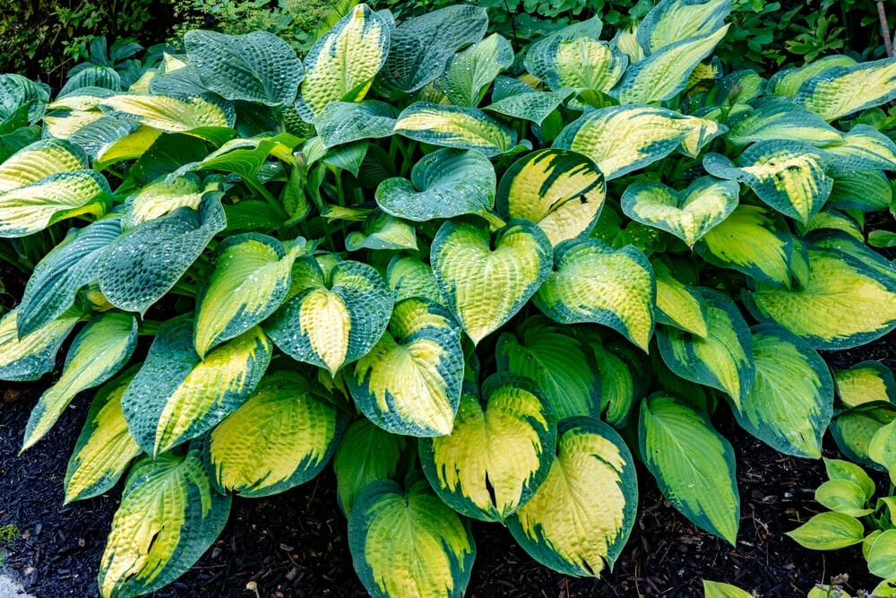 best hosta fertilizer