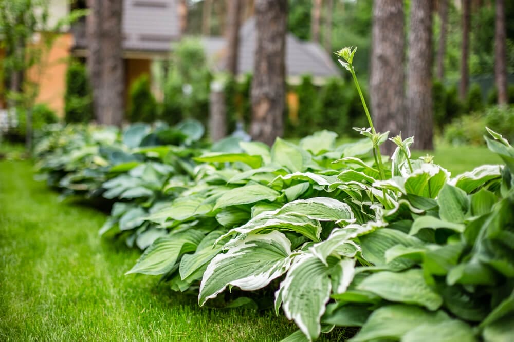 best hosta fertilizer