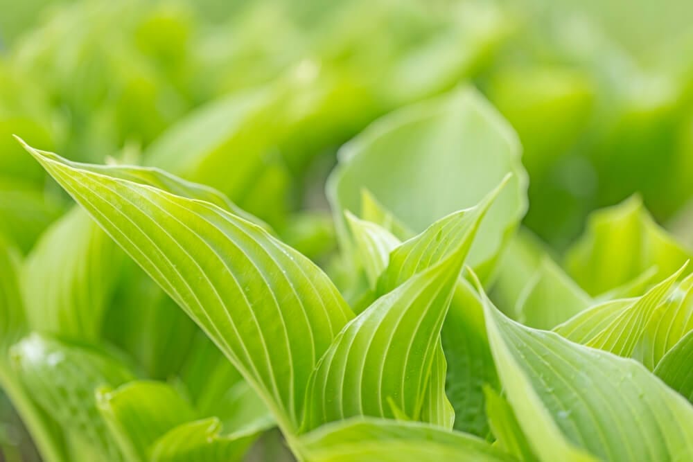 best hosta fertilizer