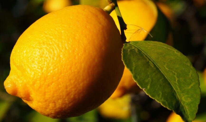 Lisbon Lemon