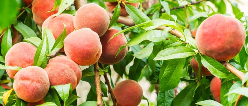 peach care