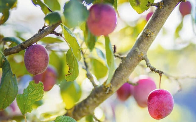 plum care