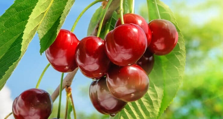 cherry care