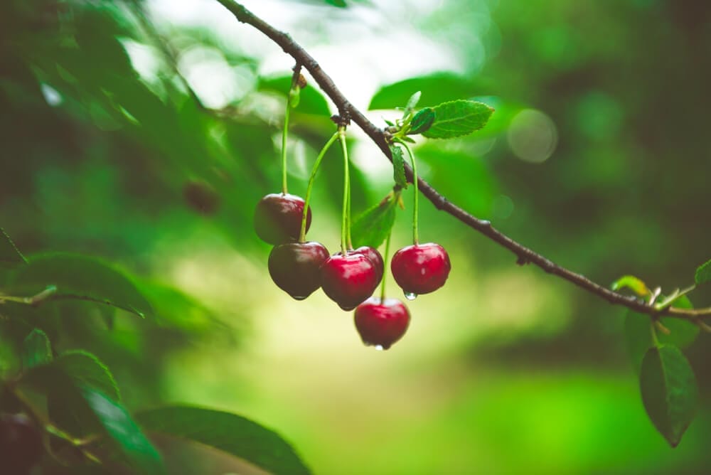 pruning cherries