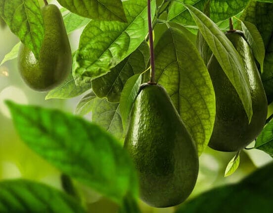 avocado care