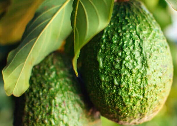 pruning avocado