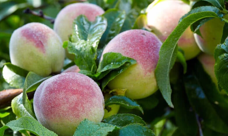peach pruning