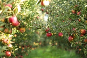 apple tree