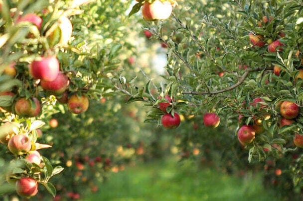 apple tree