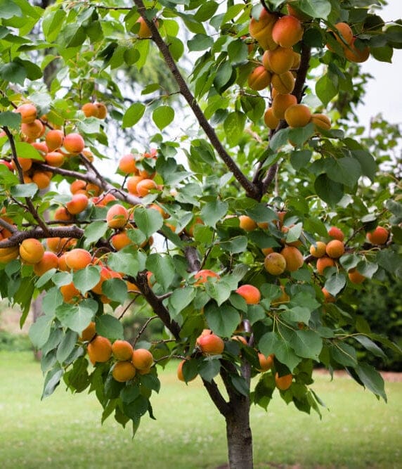apricot tree